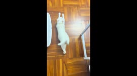 Cat stretches and slides across floor in Guangzhou, China
