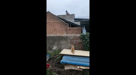 Cat intercepted mid-jump by another cat in Anhui, China