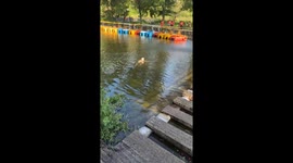 Worried dog jumps into water to check on owner in Henan, China