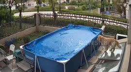 Dog jumps onto covered pool and nearly uncovers it in Liaoning, China