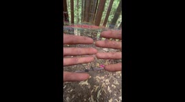 Man showcases bouncy, tree-attached treenet in Brookings, Oregon, USA