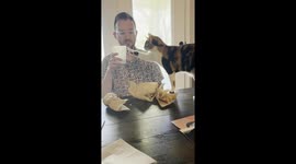 Thirsty cat wants to steal water