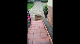 Dachshund gets head stuck in detached railing in Szczecin, Poland