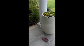 Dog caught hiding stolen FedEx package in Rumson, New Jersey, USA