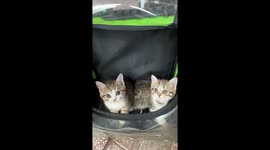 Funny moment of shaking head and glancing of 2 cute cats