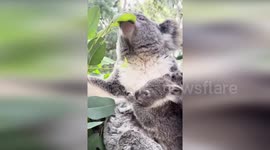 Baby koala bear born at Perth Zoo delights visitors