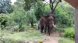 Elephant Caught Stealing Jackfruit from Home Garden!