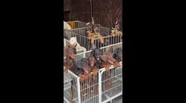 Dozens of puppies lounging in separate cages at pet store