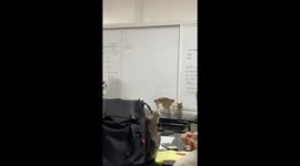 Stray cat joins students for university lecture