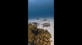 Pair of loved-up turtles enjoy an underwater kiss