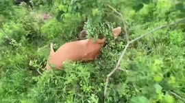 Walker saves cow tangled in rope in field in China