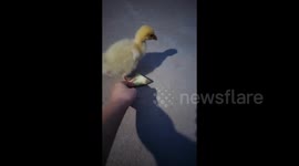 Duckling throws strop after having food taken away