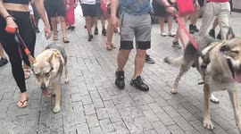 Wolves join protest in Madrid calling for restoration of Iberian wolf's legal protection