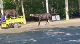 Farm hand caught on camera mercilessly dragging and beating donkey
