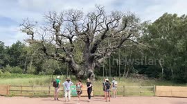 Robin Hood’s tree gets emergency watering as heatwave hits Sherwood Forest