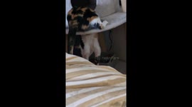 Playful Kitty Cat: Cat Tree Shenanigans - Endless Fun with Beauty On Her Cat Tree