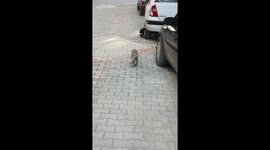 Mother cat carries her sick kitten to the vet for check-up