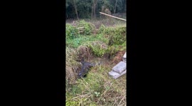 Farmers rescue buffalo stuck in dyke in Thailand