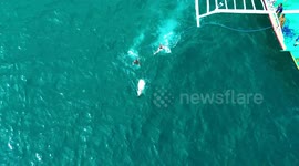 Drone captures stunning video of boat rescuing runaway cow stranded in lagoon