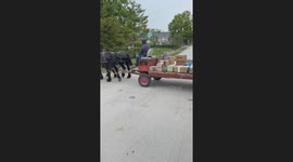 Island Packages Delivered By Pony Express