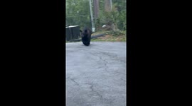 Bear Gives Family a Fright in Gatlinburg, TN