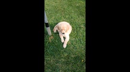 Puppy With a Pacifier