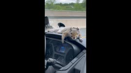 Pet Squirrel Just Hanging on for the Ride