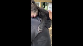 Bear cub naps comfortably in owner's hoodie