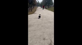 Bear cub waddles along path with an adorable walking style