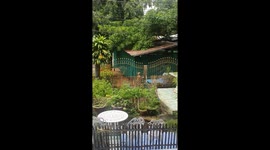Agile dog climbs over railings into front garden