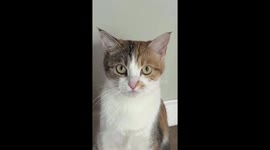 Teaching My Cat the Basics of Hissing