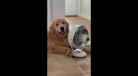 Golden Retriever uses big fan to cool off