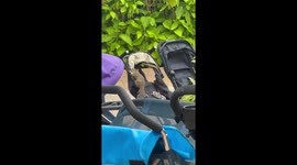 Squirrels Stealing Food Out of Baby Strollers