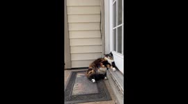 Cat Insists on Napping at Door