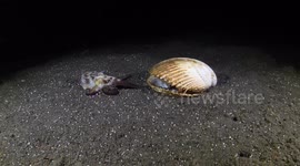 Coconut Octopus Invites Suitor Inside Cozy Shell Home