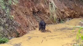 Baby wild elephant reunited with mother after dramatic pond rescue