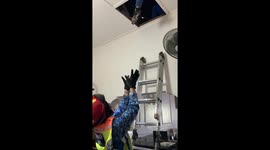 Family discovers five kittens hiding inside their ceiling