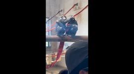 Two chimps enjoy a tender smooch in front of zoo visitors