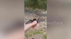 Bat saved after being hooked by fisherman in freak accident