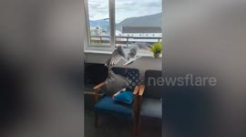 Cheeky seagull breaks into flat to steal pack of nuts