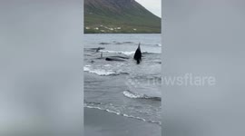 Dozens of whales saved after mass stranding on Icelandic beach