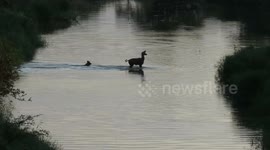 African wild dogs hunt down antelope in dramatic fashion in river