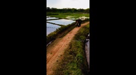 OMG dengurus elephant tusker  working in the village road recorded from the tree