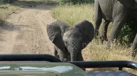 Playful baby elephant charges safari vehicle with trumpet sound