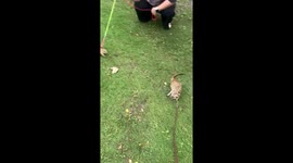 Pet meerkat meets prairie dog on walk in the park