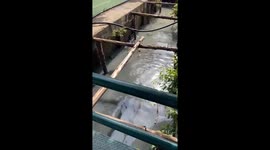 Hero local climbs into dirty canal to rescue drowning stray dog