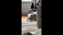 Revenge on My Dog Stealing My Chicken Nuggets