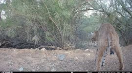 Bobcat Confronts a Diamondback Rattlesnake