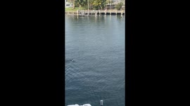 Rescuing a Bird That Was Drowning