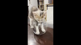 Kitten Breaks a Glass Bowl